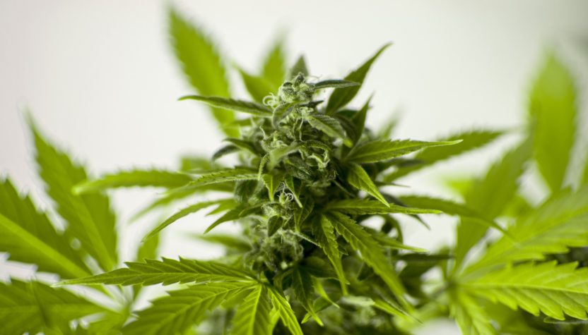cannabis sativa