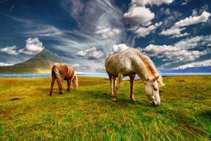 horses