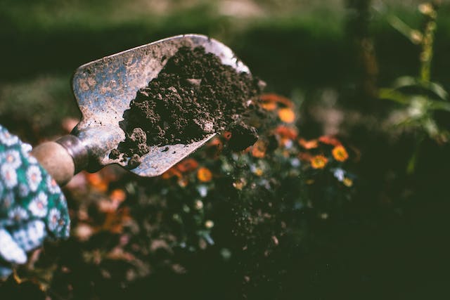 Embrace Companion Planting